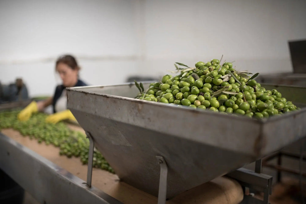 Huile d’olive fruité vert : qu’est-ce que cela signifie ? - Casa Olea
