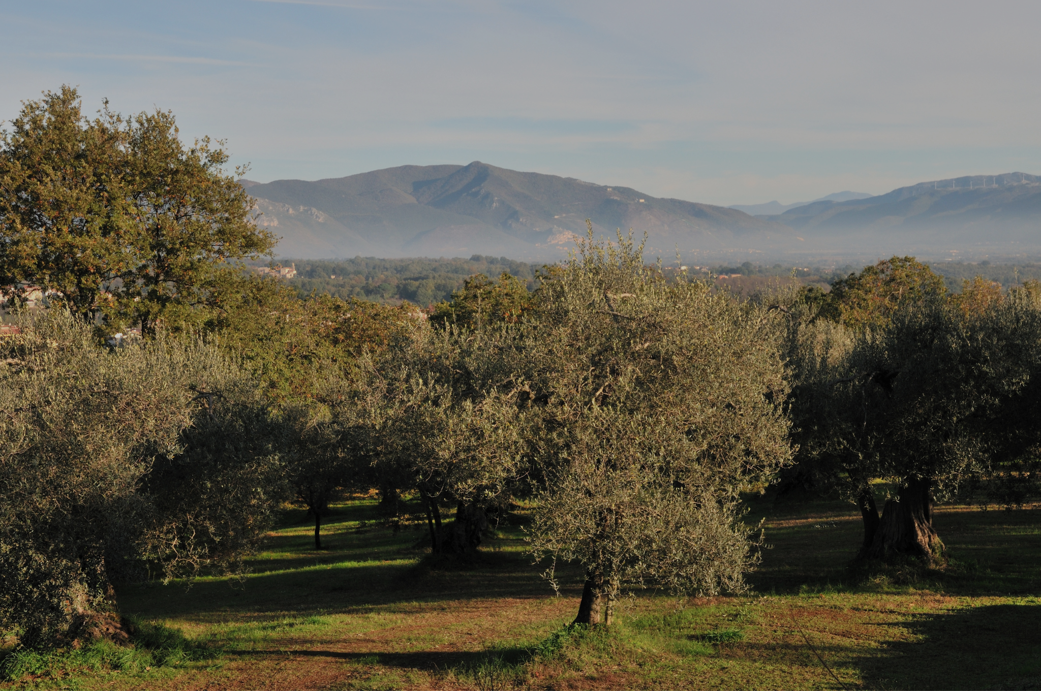 oliverais au milieu des montagnes