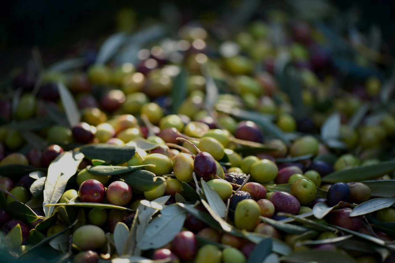 Collecte des olives 